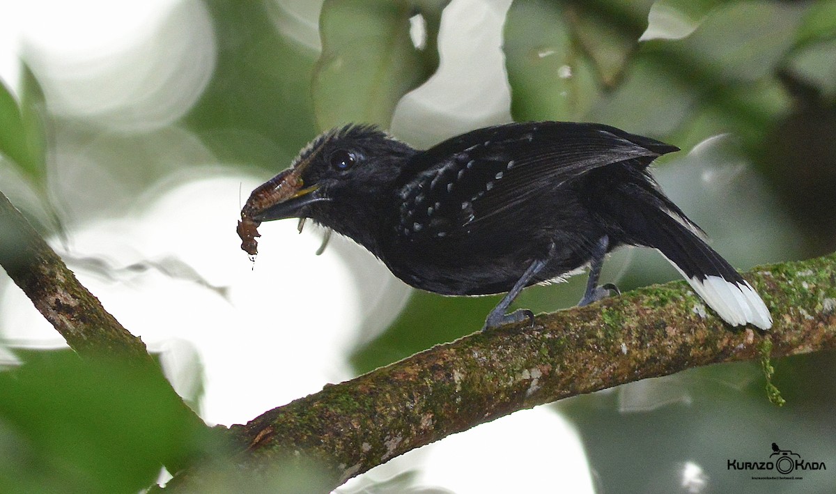 Band-tailed Antshrike - Kurazo Okada