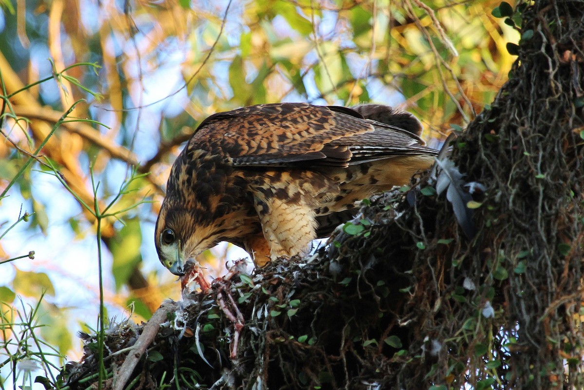 Harris's Hawk (Bay-winged) - Alexandre Gualhanone