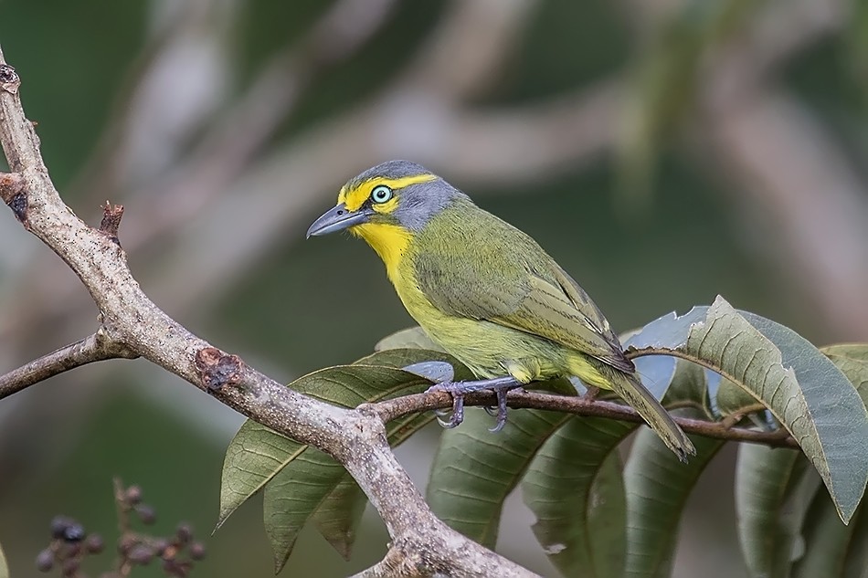 Slaty-capped Shrike-Vireo - ML205790681