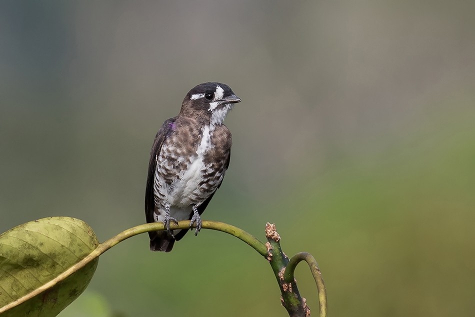 White-browed Purpletuft - ML205790691