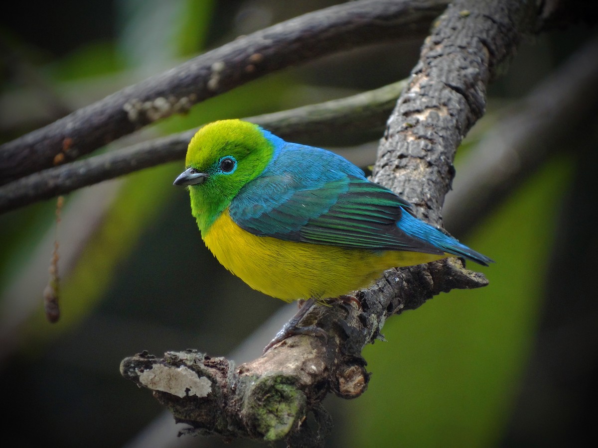 Blue-naped Chlorophonia - Aisse Gaertner