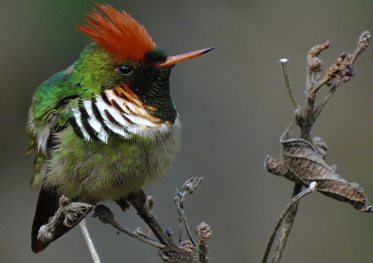 Frilled Coquette - Aisse Gaertner