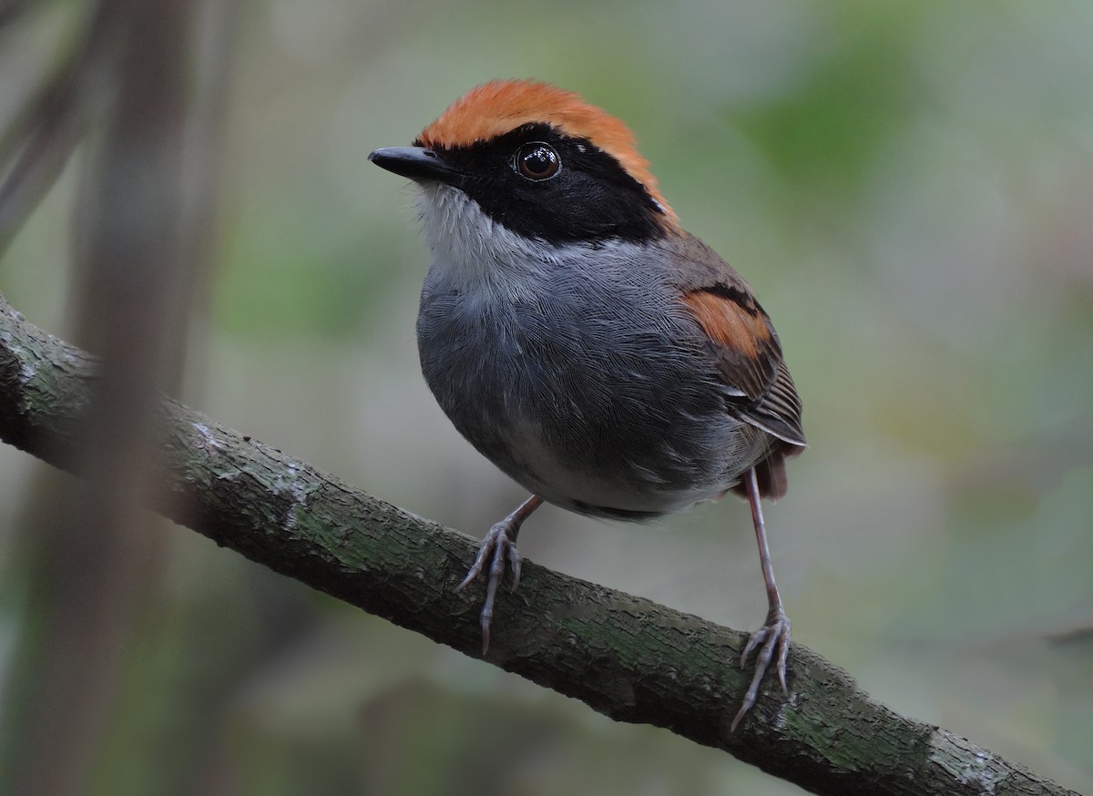 Black-cheeked Gnateater - ML205790831