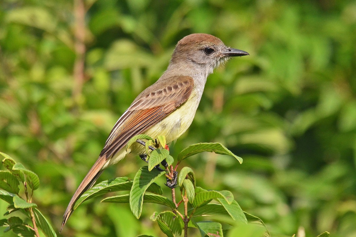 Yucatan Flycatcher - Ken Simonite