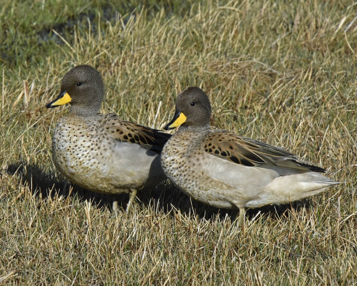 Yellow-billed Teal (oxyptera) - ML205791561