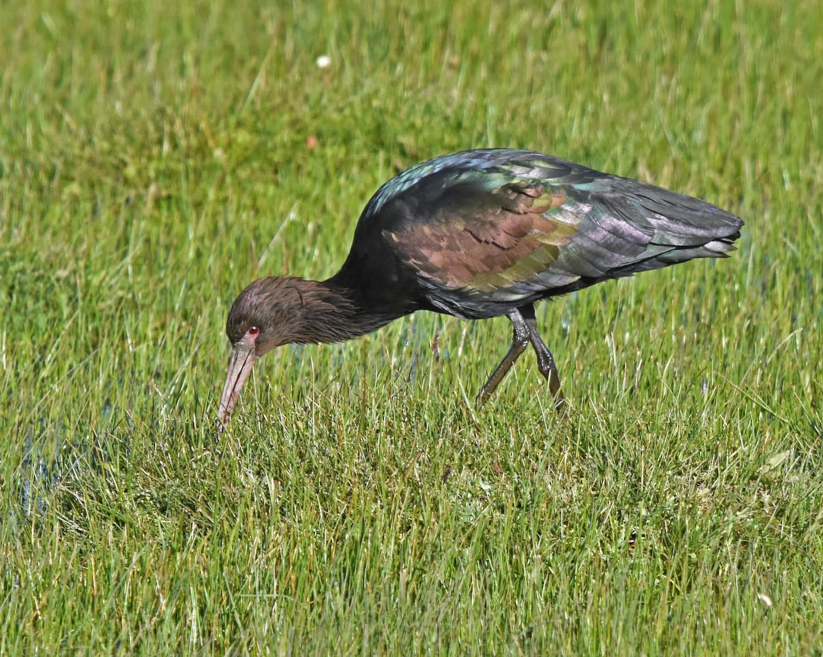 Puna Ibis - ML205791571