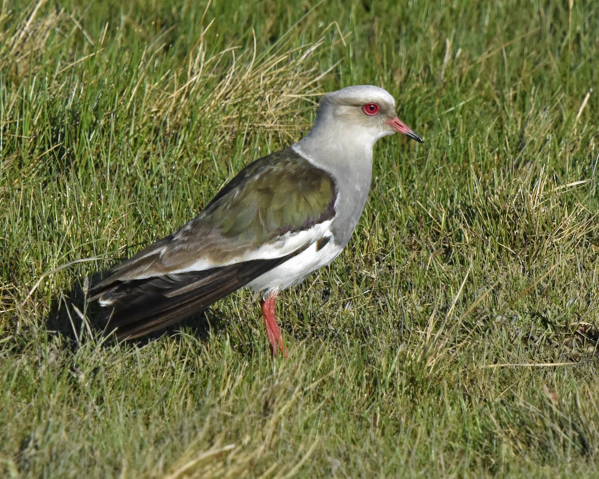 Andean Lapwing - ML205791581