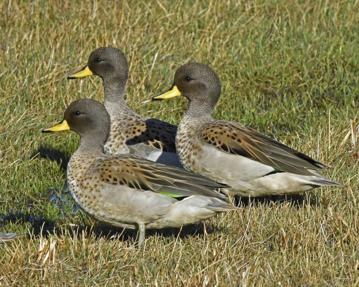 Yellow-billed Teal (oxyptera) - ML205791591