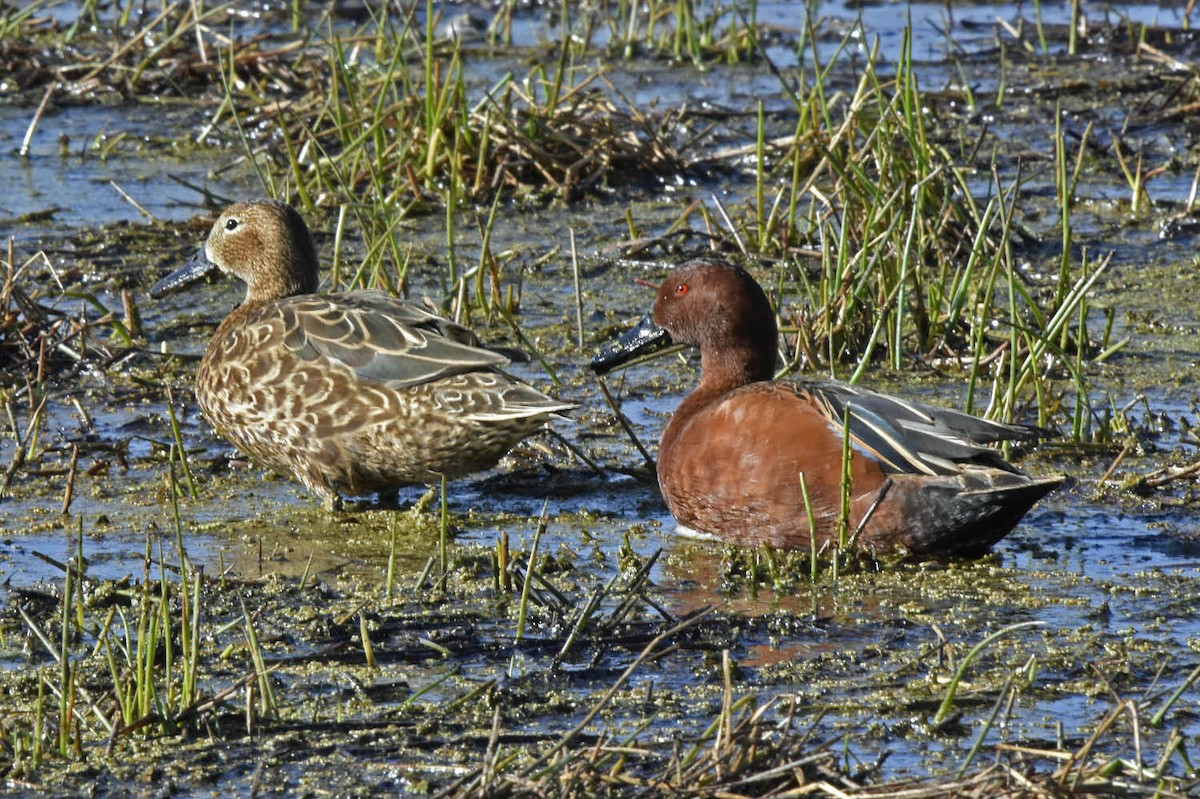 Cinnamon Teal - ML205791601