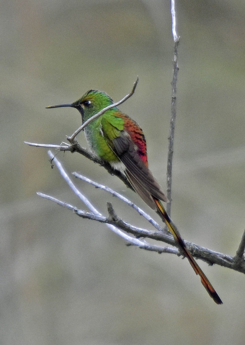 Red-tailed Comet - ML205791771