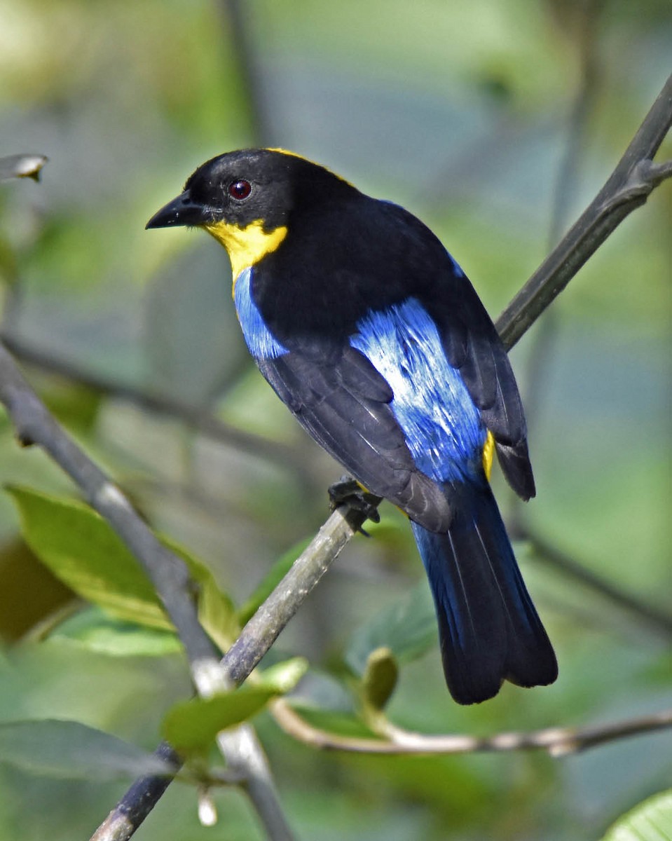 Blue-winged Mountain Tanager (Bolivian) - ML205791801