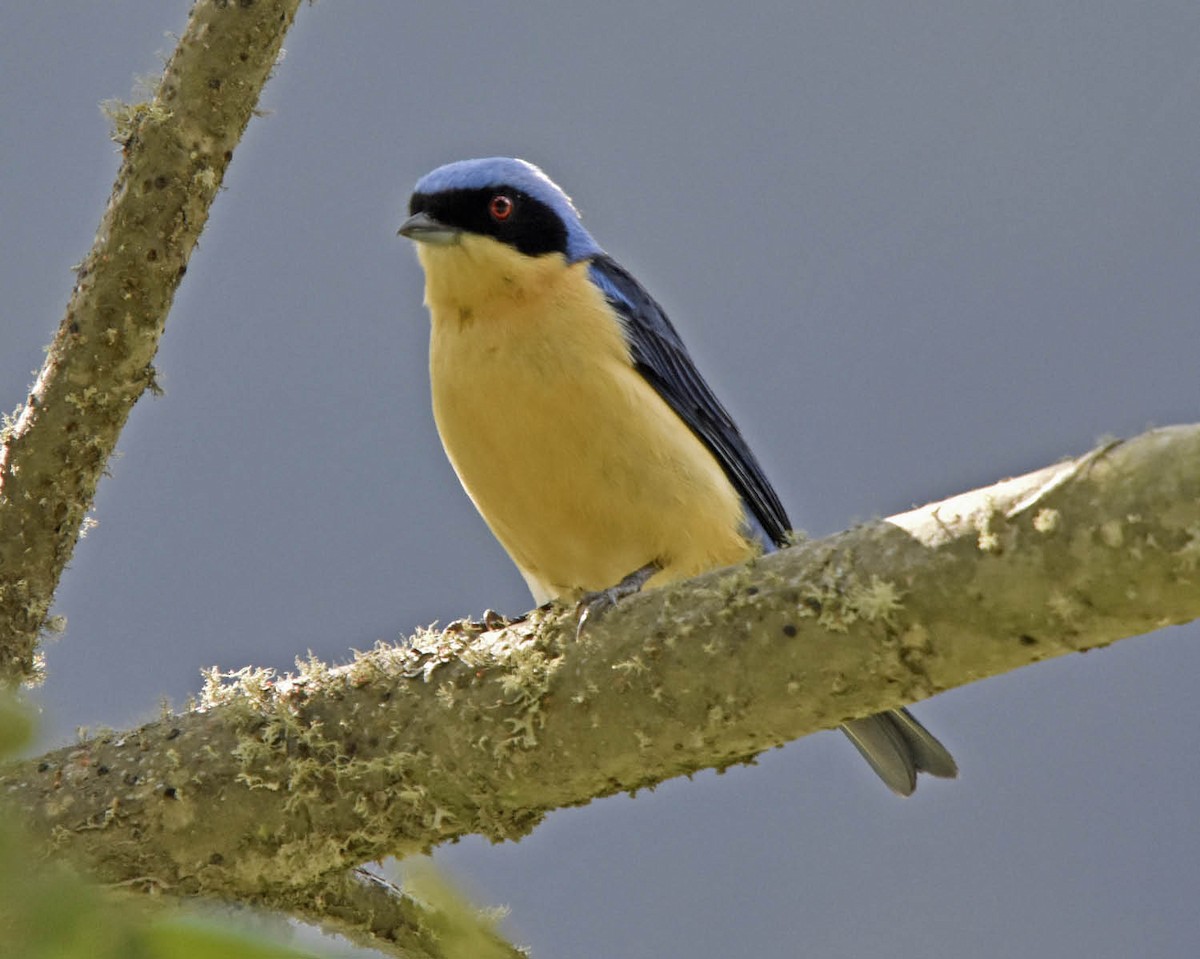Fawn-breasted Tanager - ML205791821