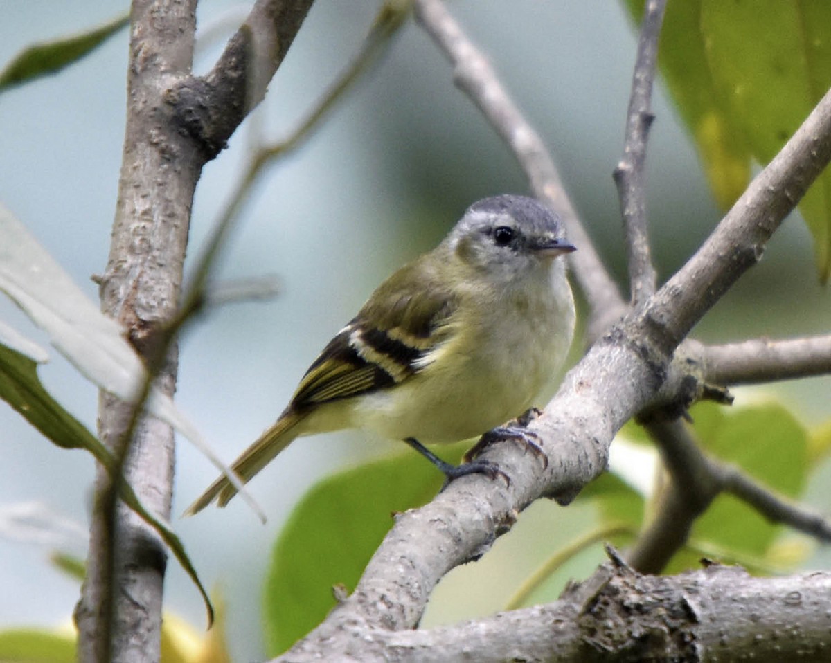 Buff-banded Tyrannulet - ML205791861