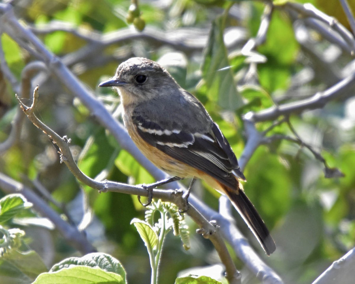 White-winged Black-Tyrant (White-winged) - ML205791931