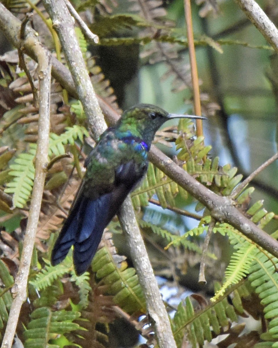 Fork-tailed Woodnymph - ML205792011