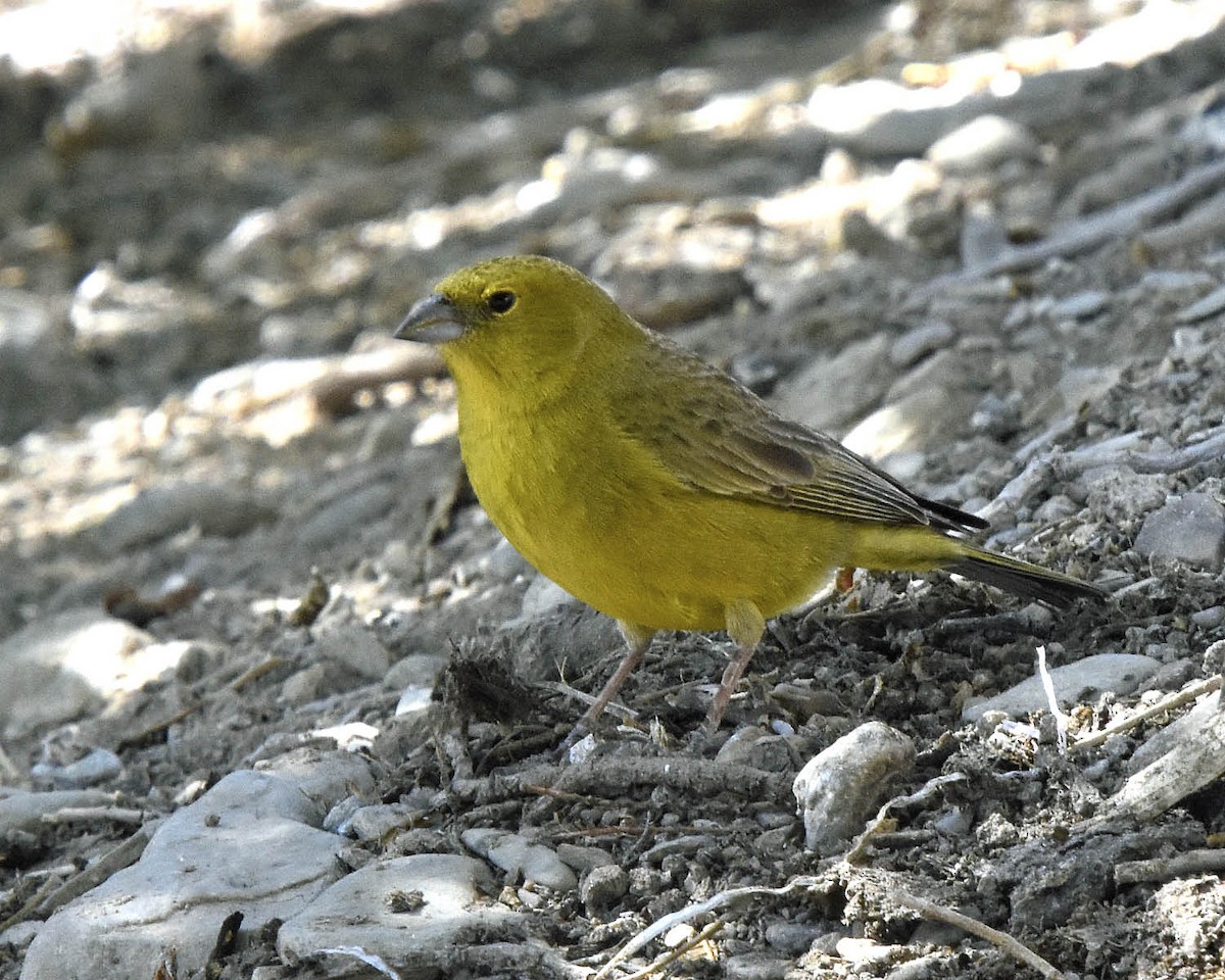 Greenish Yellow-Finch - Tini & Jacob Wijpkema