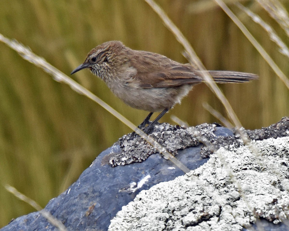 Streak-throated Canastero - Tini & Jacob Wijpkema