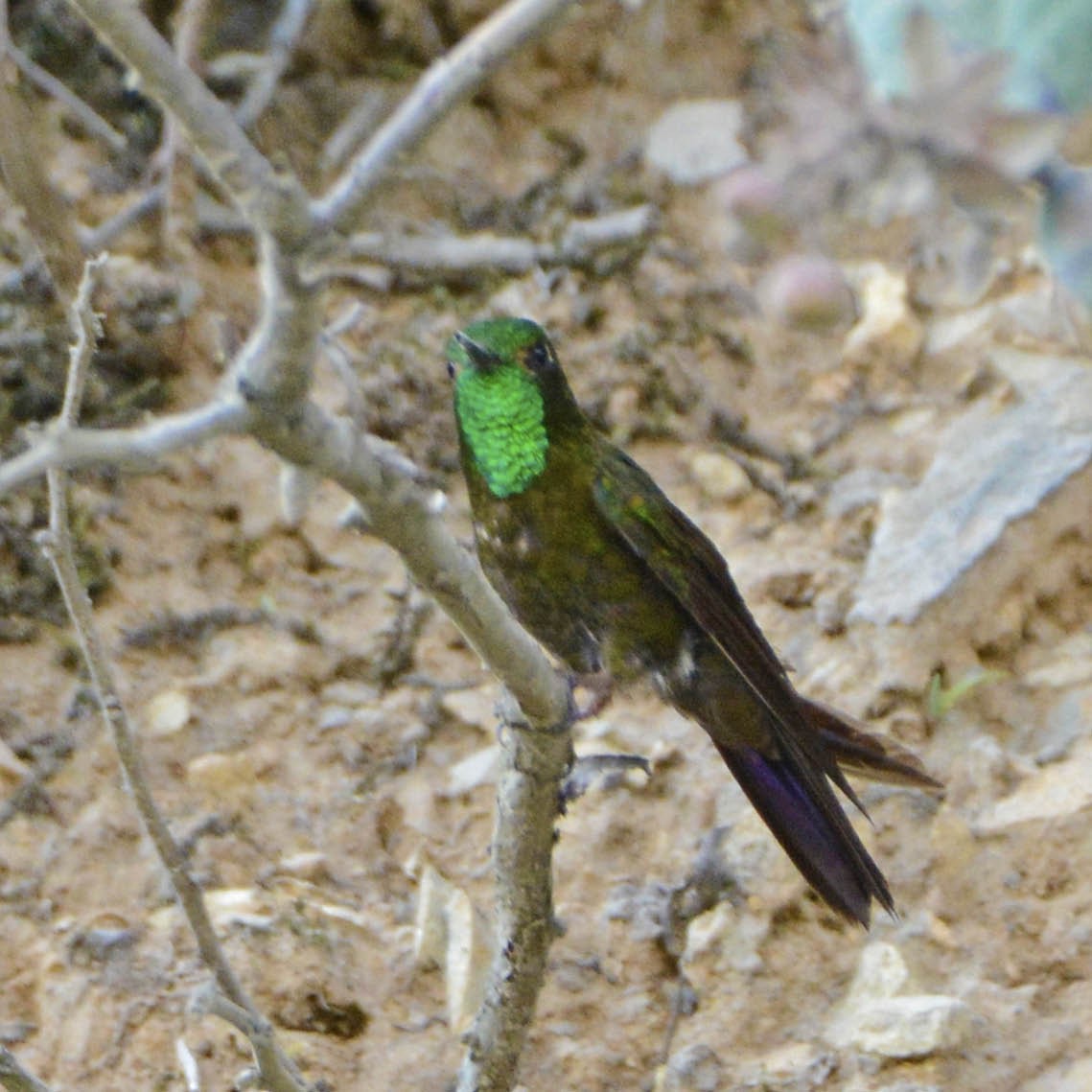 kolibřík dřišťálový (ssp. smaragdinicollis) - ML205792071