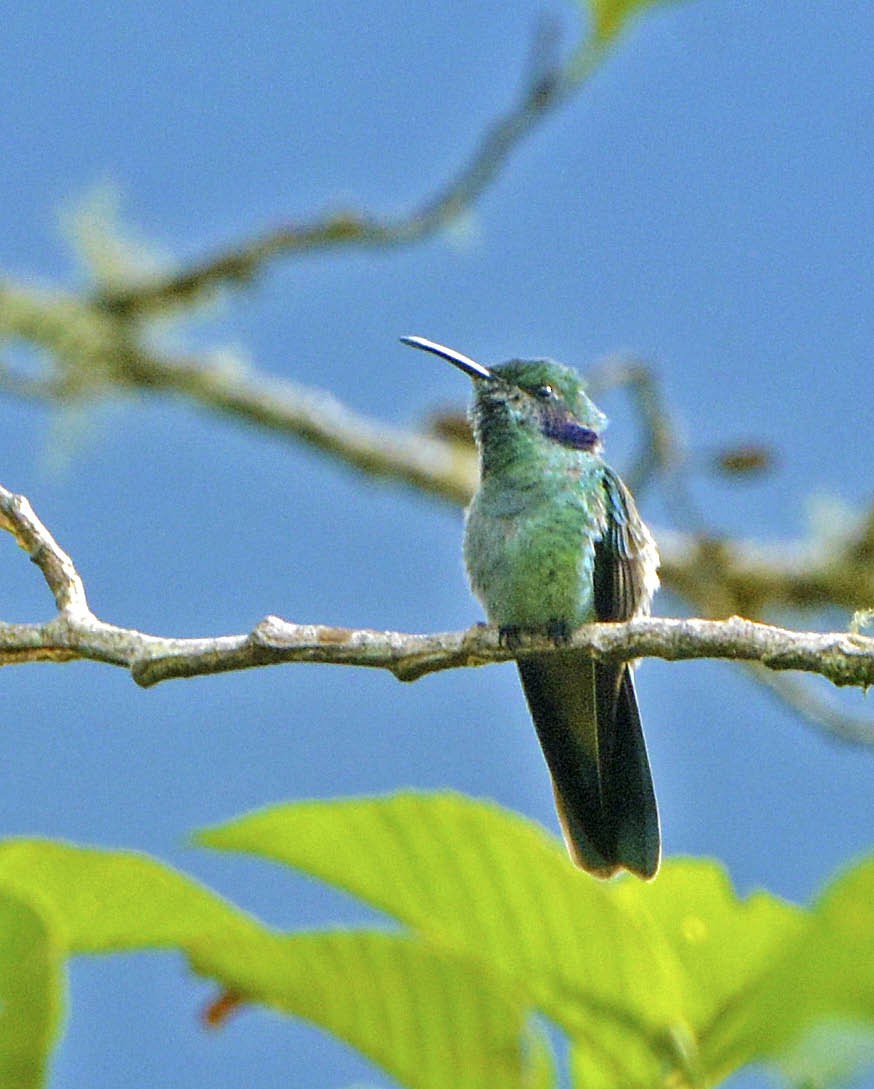 kolibřík modrouchý (ssp. cyanotus/crissalis) - ML205792141