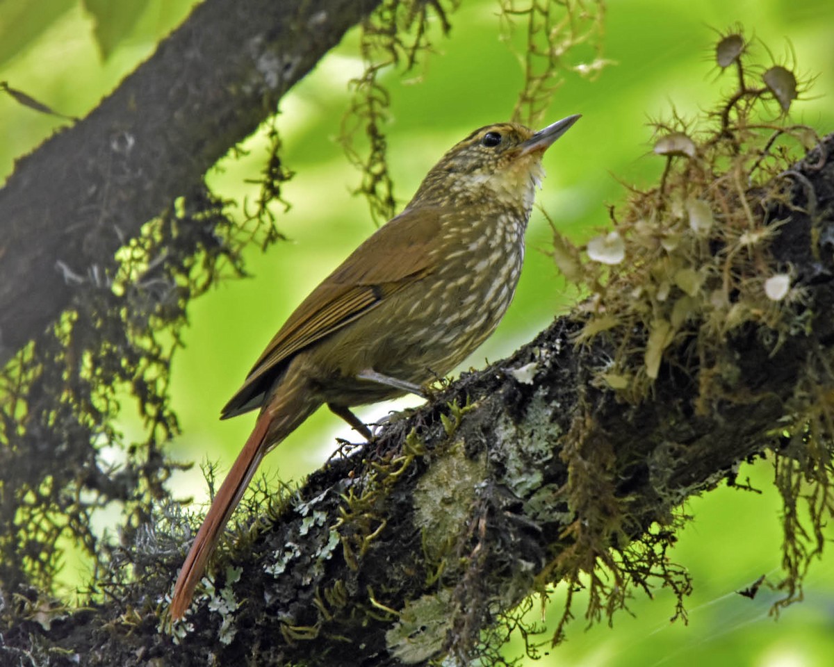 Buff-browed Foliage-gleaner - ML205792161