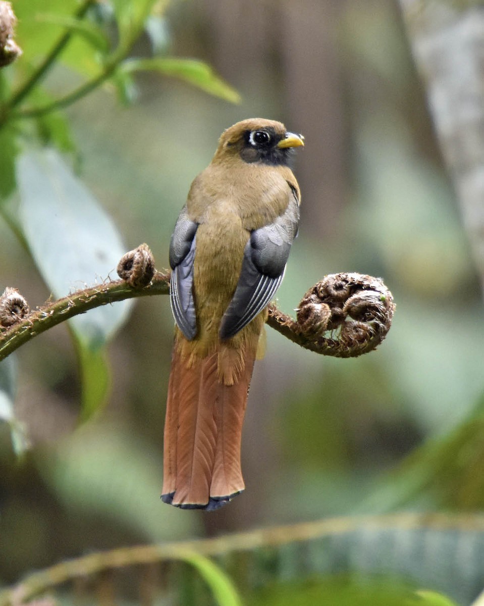 Masked Trogon - ML205792191