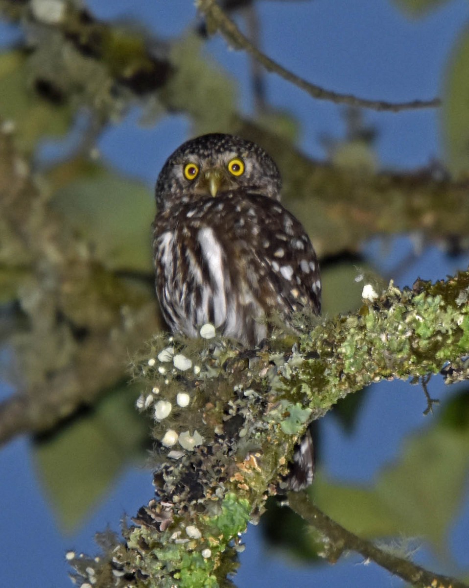 Yungas Pygmy-Owl - ML205792541