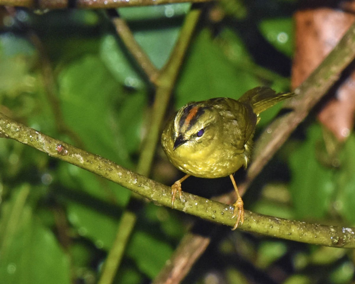 Reinita Bandeada (bivittata/argentinae) - ML205792611