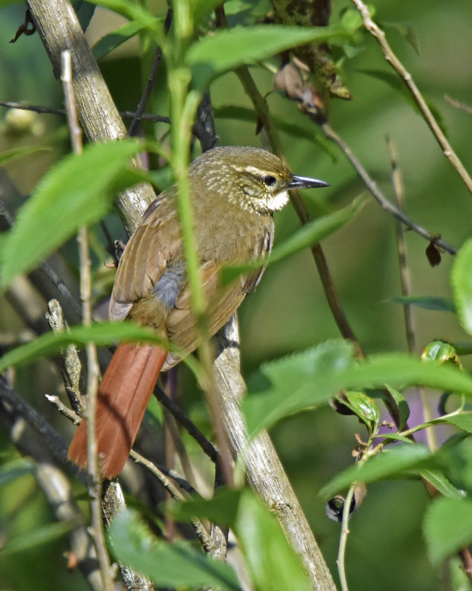 Buff-browed Foliage-gleaner - ML205792701