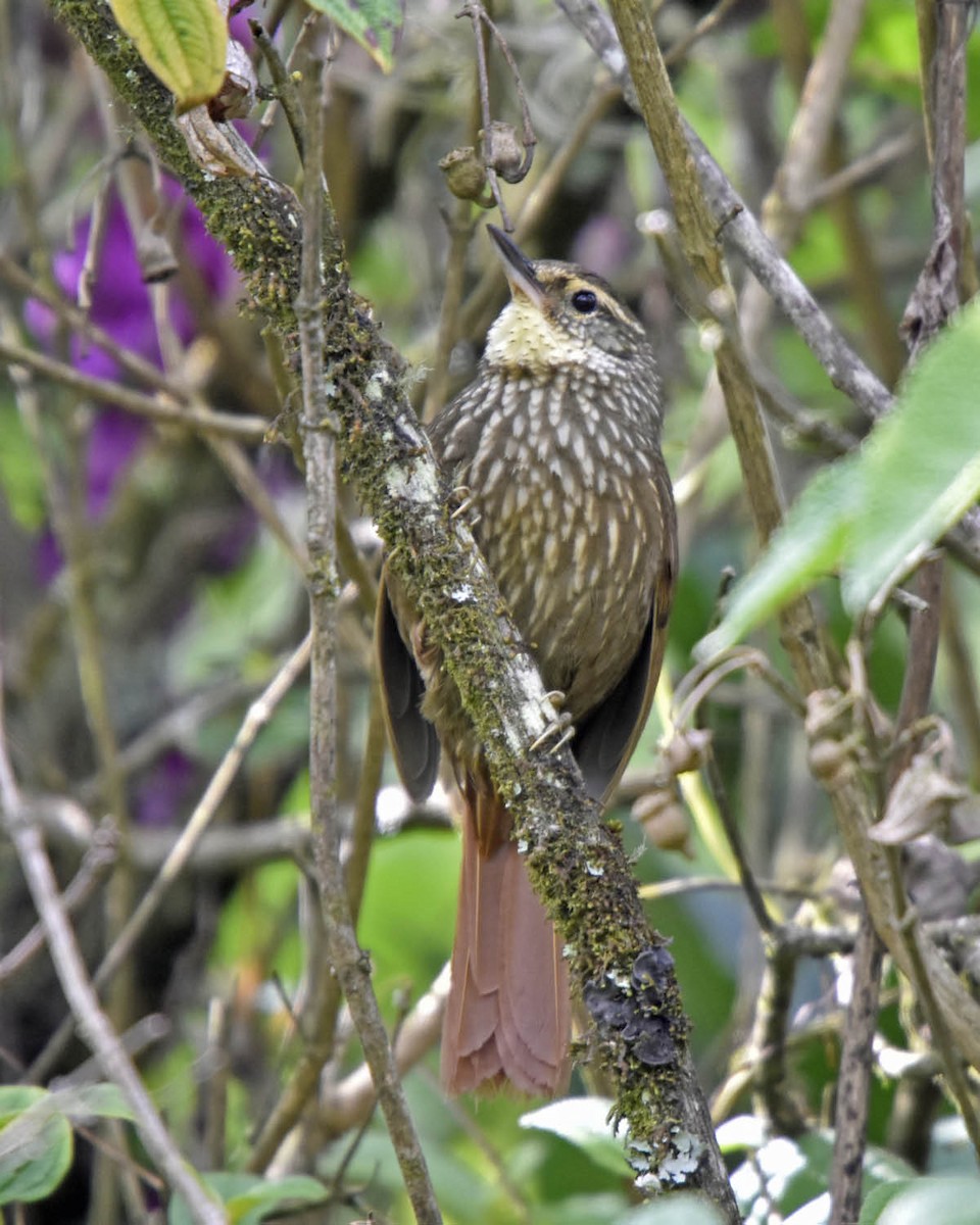 Buff-browed Foliage-gleaner - ML205792711