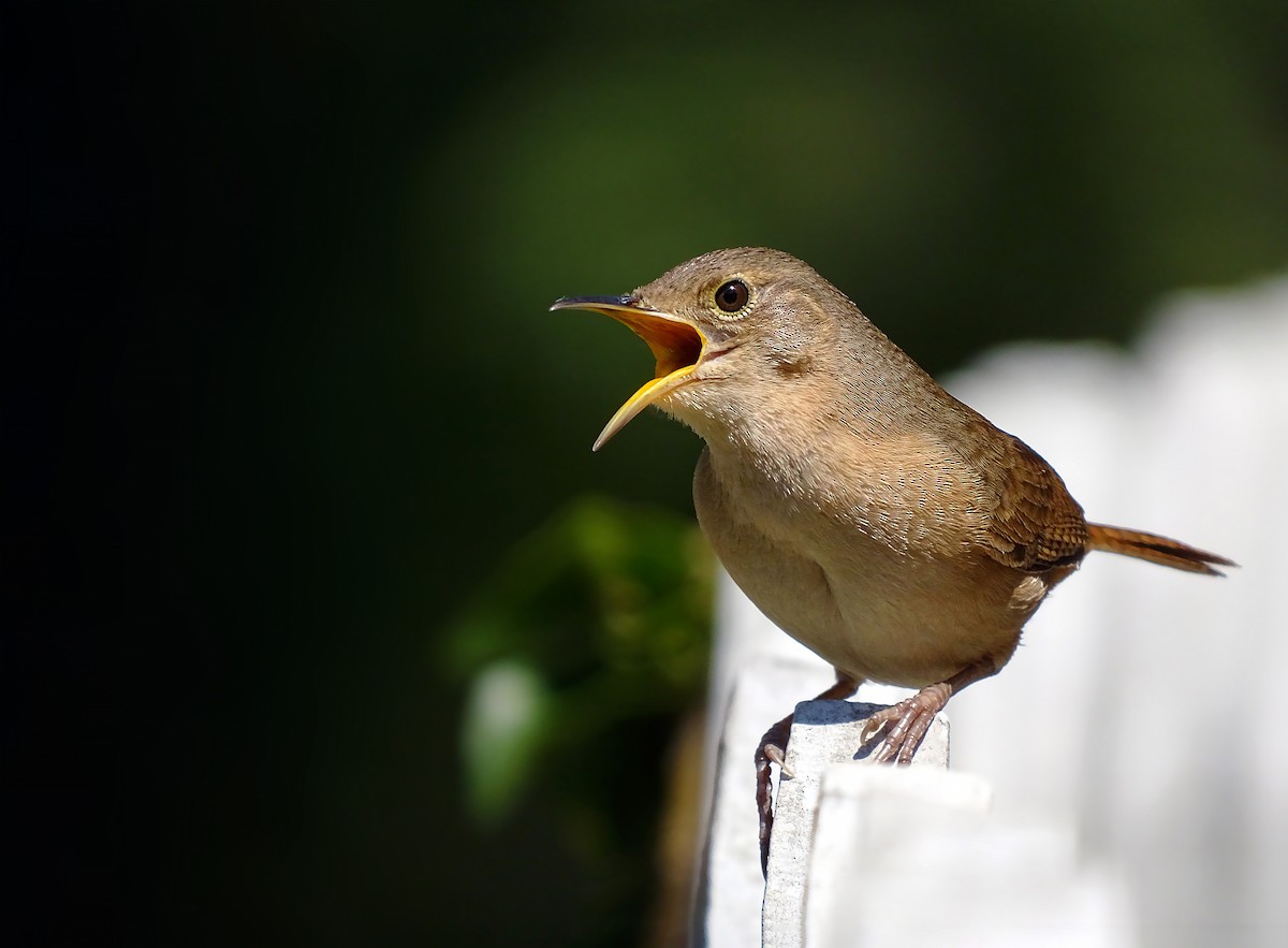 House Wren (Southern) - ML205792851