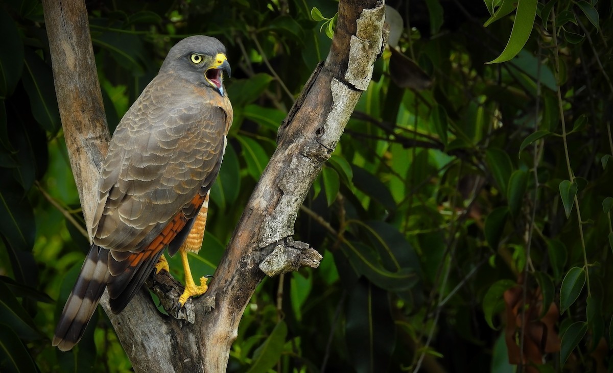 Roadside Hawk - ML205792951