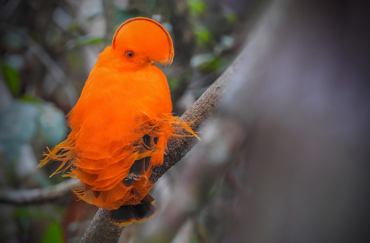 Guianan Cock-of-the-rock - ML205792961