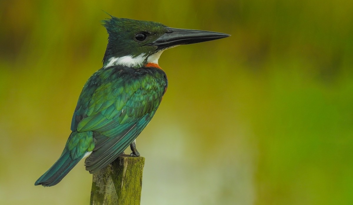 Amazon Kingfisher - Aisse Gaertner