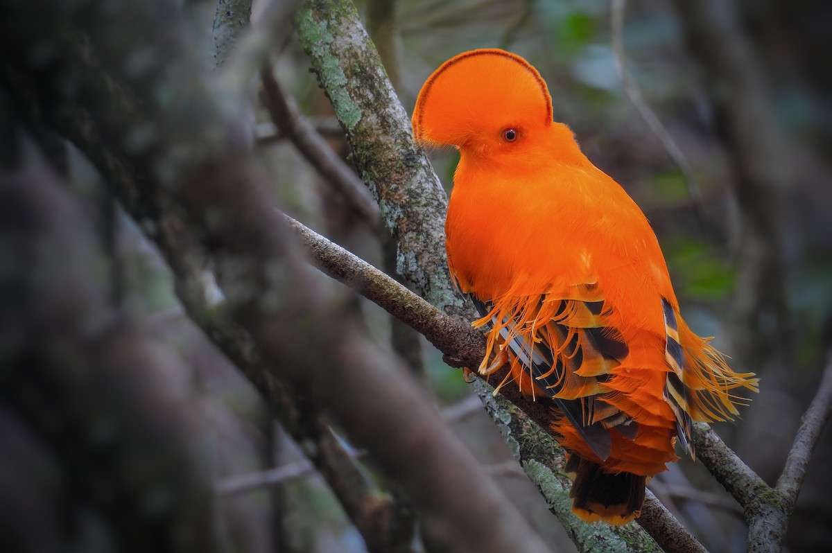 Guianan Cock-of-the-rock - ML205793021