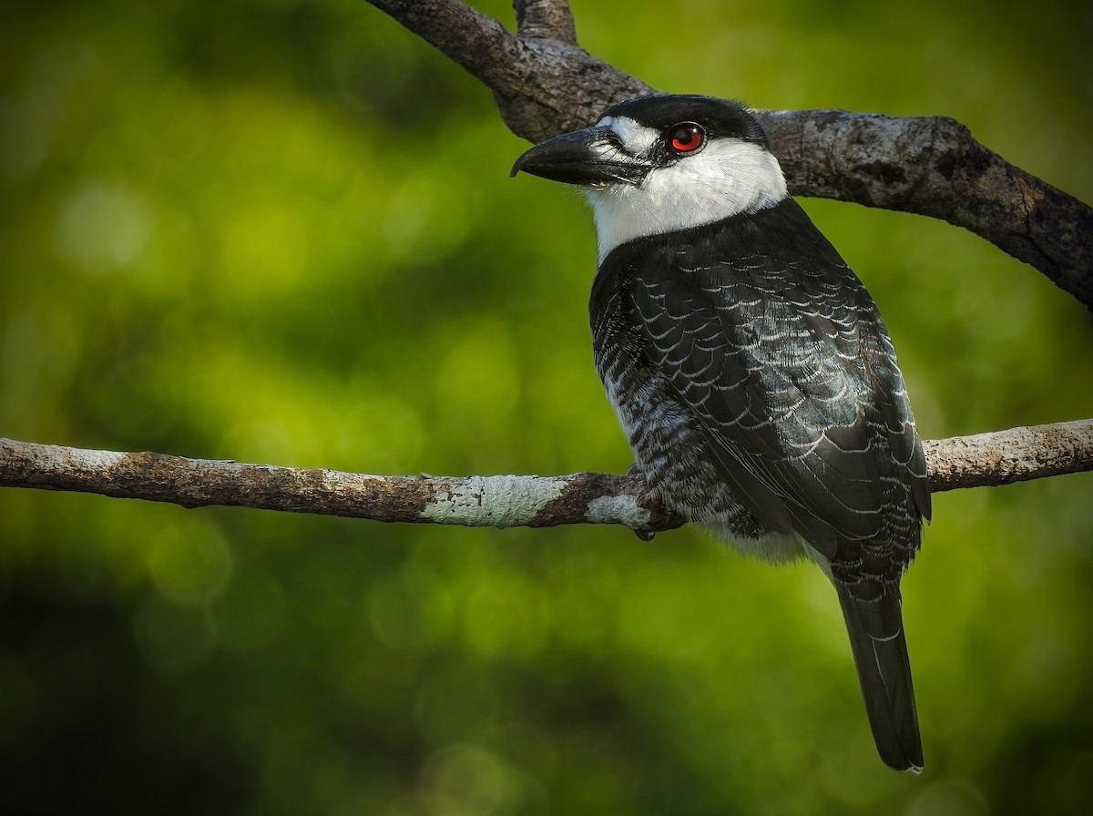 Guianan Puffbird - Notharchus macrorhynchos - Birds of the World
