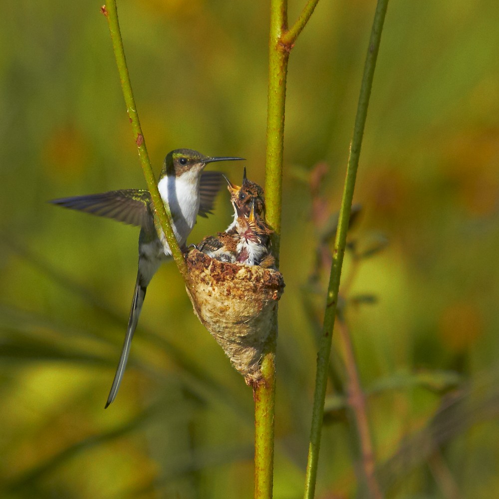 Goldhauben-Schmuckkolibri - ML205793121