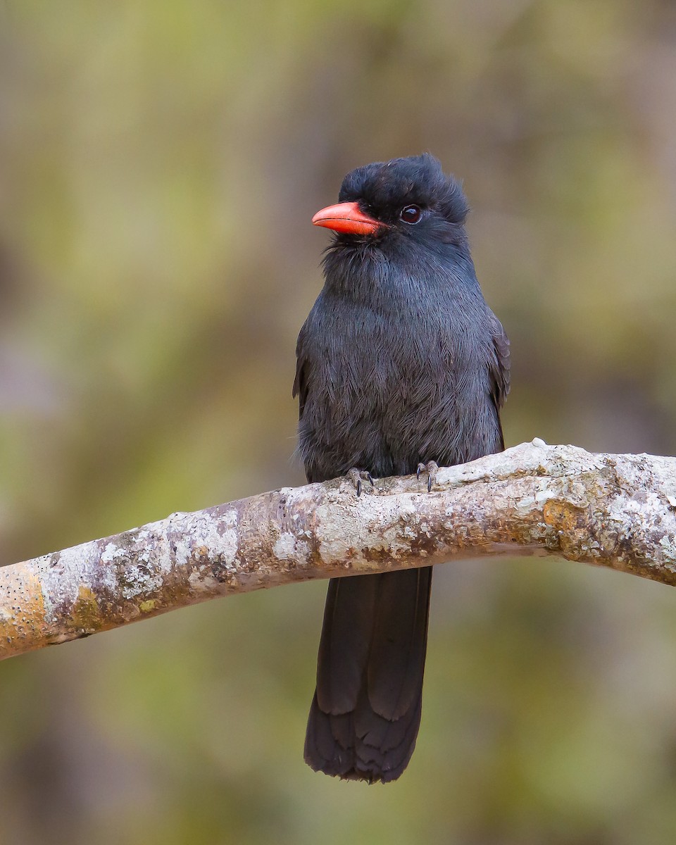 Black-fronted Nunbird - ML205793141