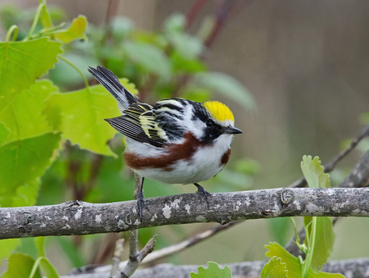 Chestnut-sided Warbler - ML205793421