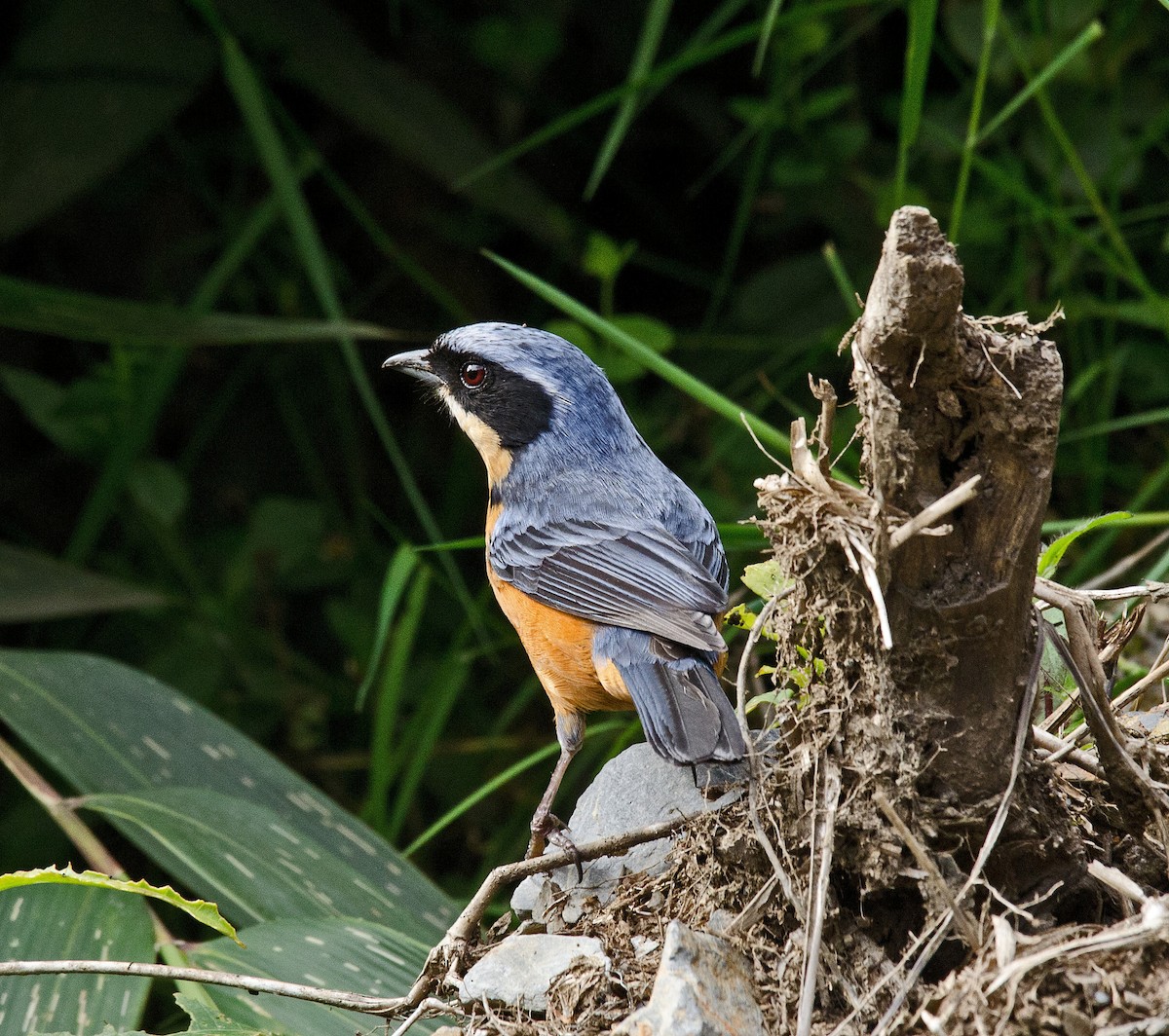 Chestnut-bellied Mountain Tanager - ML205793771