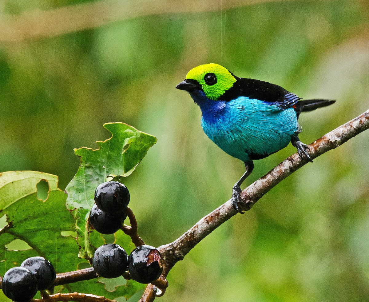 Paradise Tanager - Ken Simonite