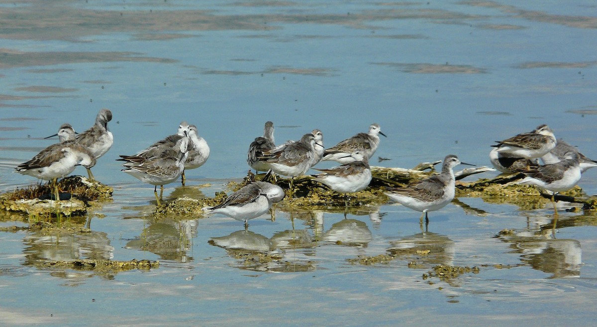 Wilson's Phalarope - Cara Barnhill