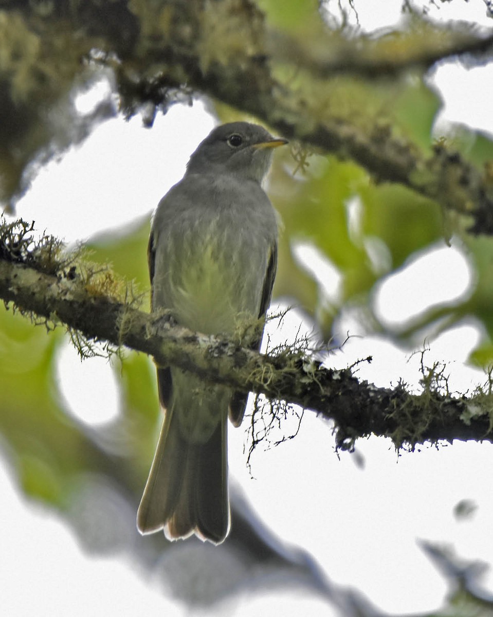 Slaty Elaenia - ML205794051