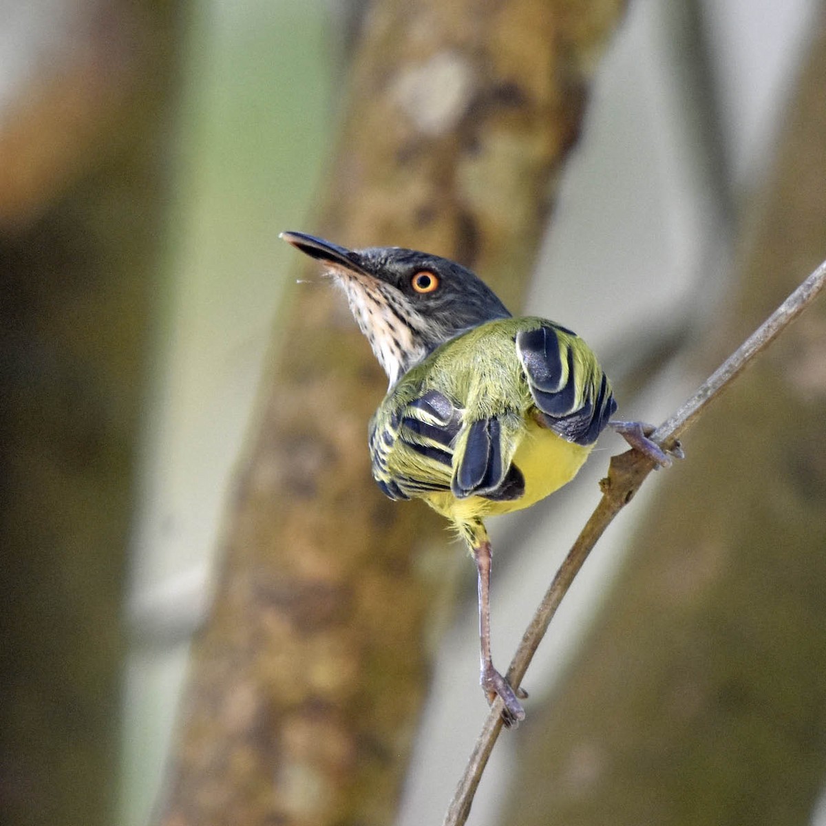 Spotted Tody-Flycatcher - Tini & Jacob Wijpkema