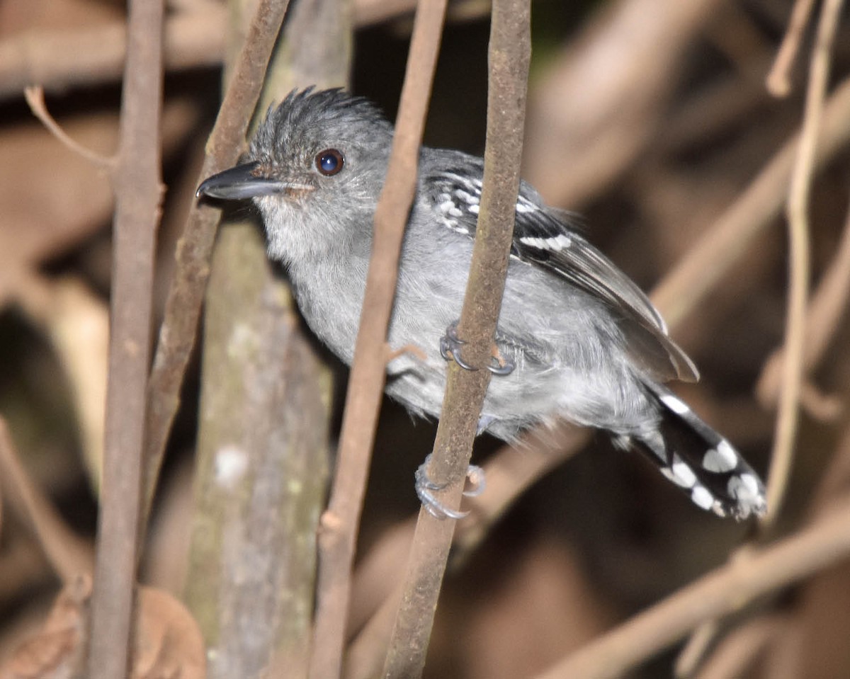 Natterer's Slaty-Antshrike - Tini & Jacob Wijpkema