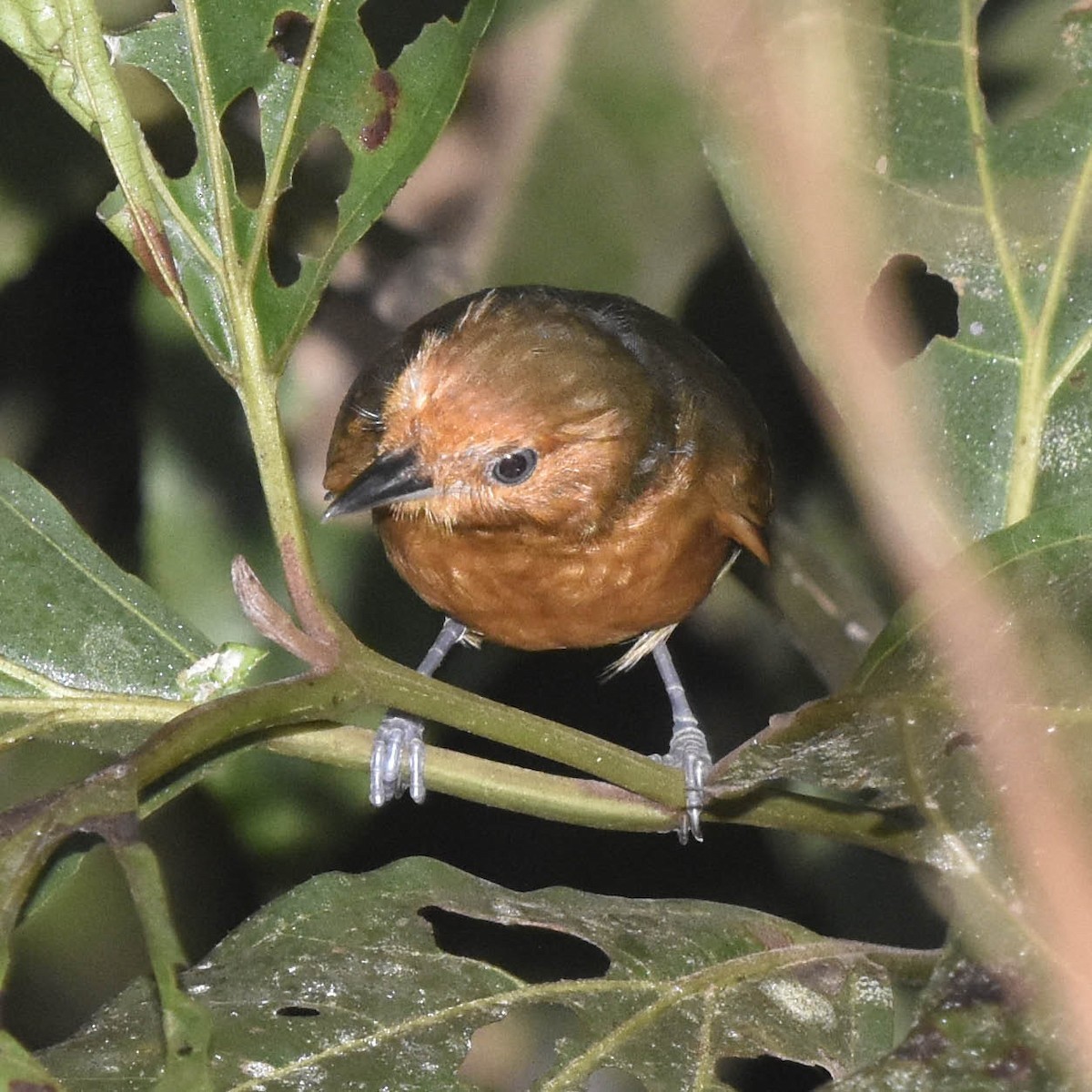 Blackish Antbird - ML205794451