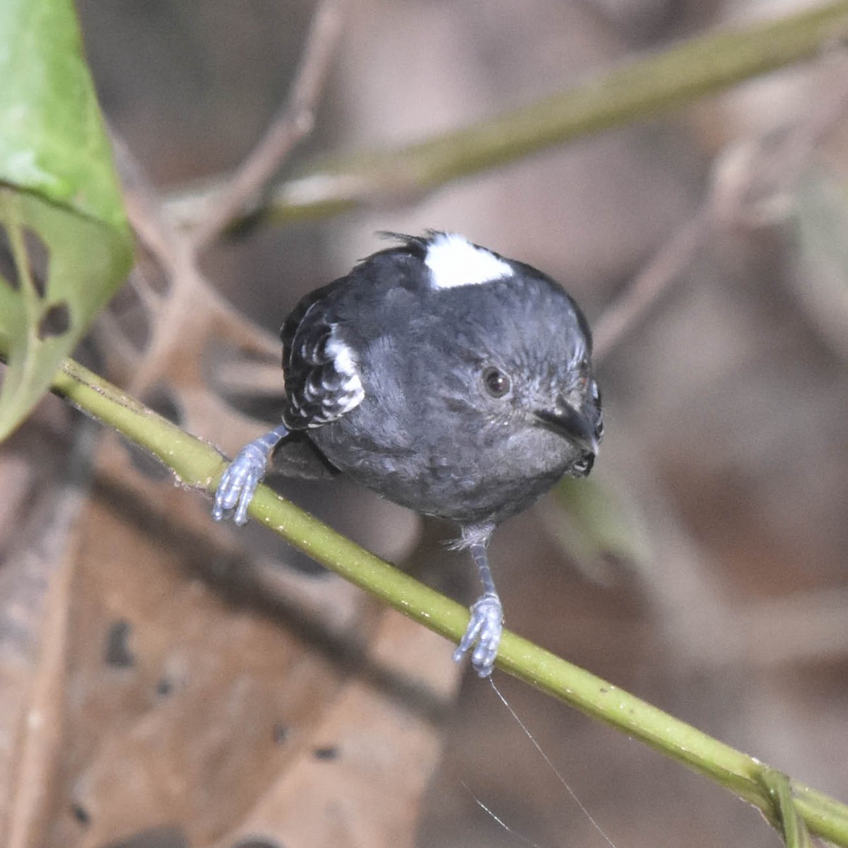 Blackish Antbird - ML205794461