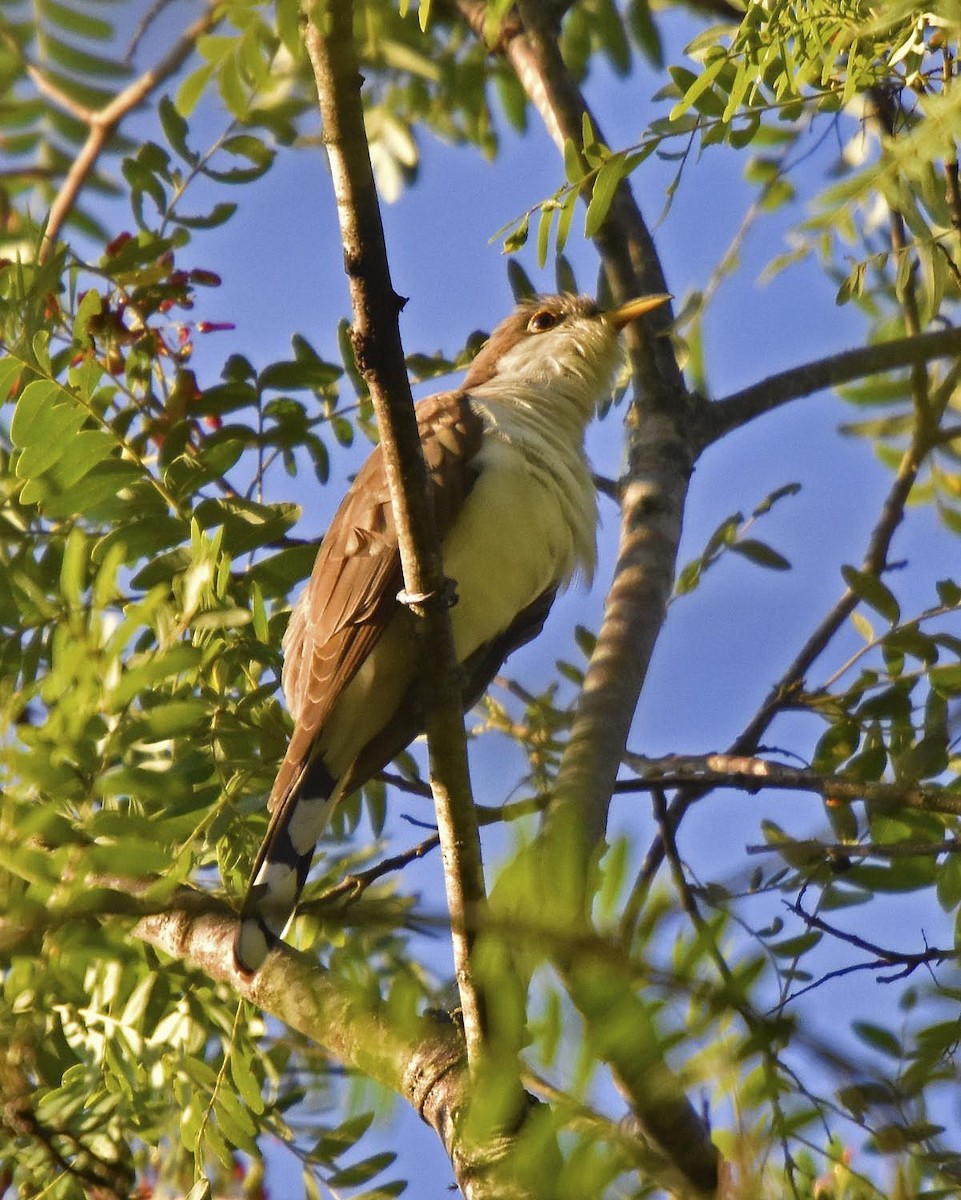 Yellow-billed Cuckoo - ML205794541