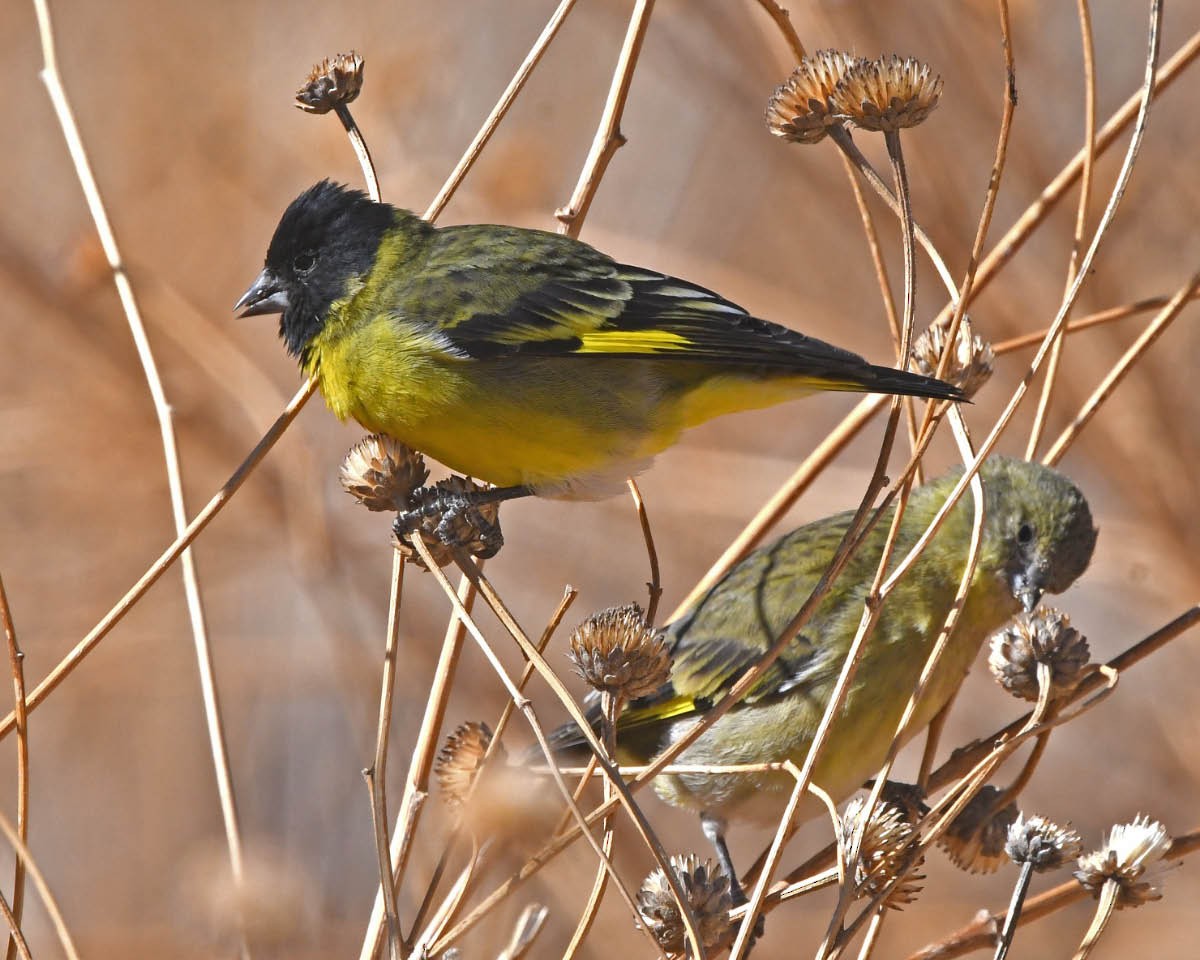 Thick-billed Siskin - ML205794871