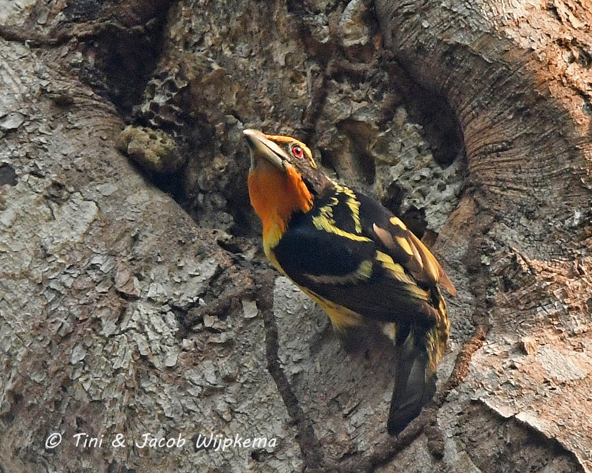 Gilded Barbet - Tini & Jacob Wijpkema