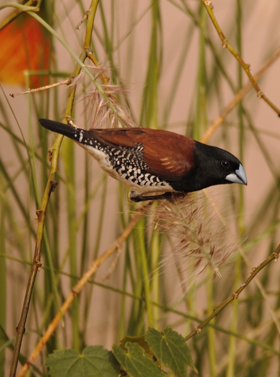 svartryggmannikin (nigriceps/woltersi) (brunryggmannikin) - ML205795341